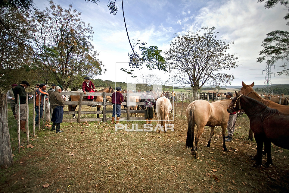 Criação de Cavalos Crioulos em Estância no Uruguai