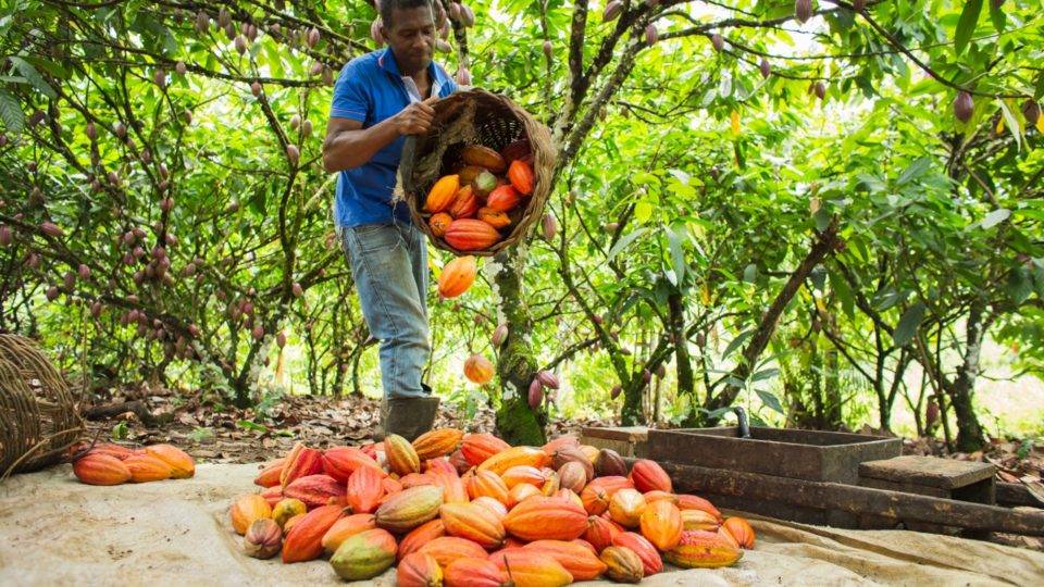 Cacau em plantações sustentáveis entre árvores na floresta.