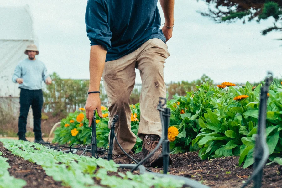 Imagens de práticas de cultivo sustentável em uma fazenda country, com destaque para o uso de técnicas agrícolas que respeitam o meio ambiente.