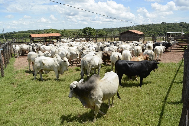 Fazenda com gado pastando em um campo verde sob um céu azul, simbolizando a vida rural e a pecuária.