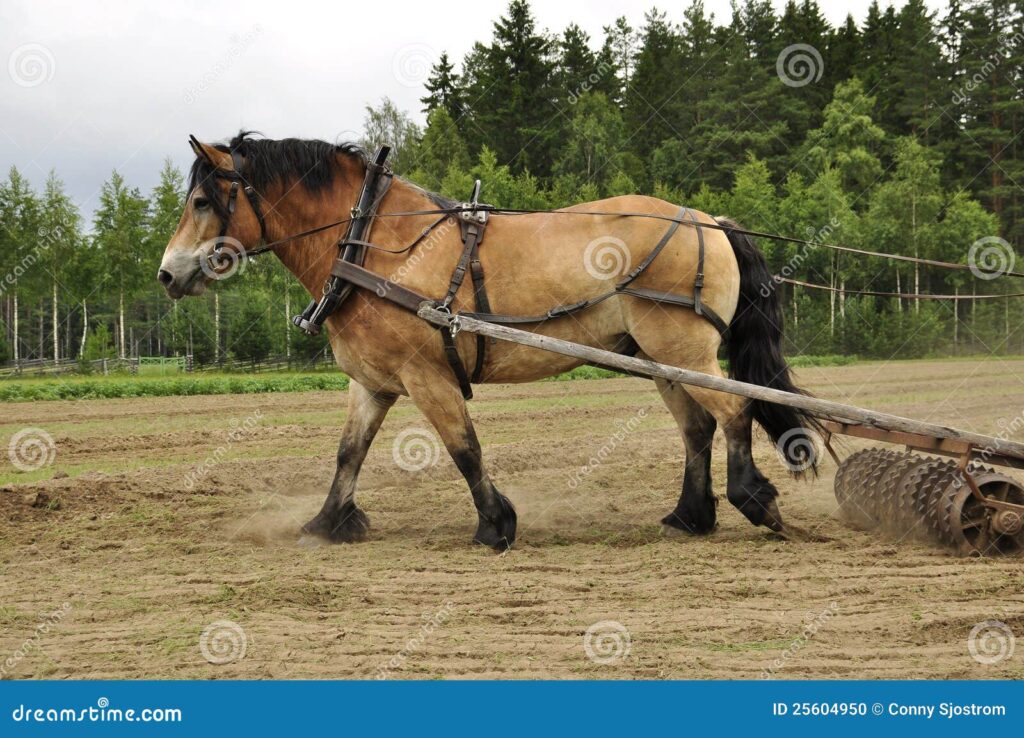 Cavalos de trabalho em um campo, demonstrando sua força e colaboração com os trabalhadores rurais.