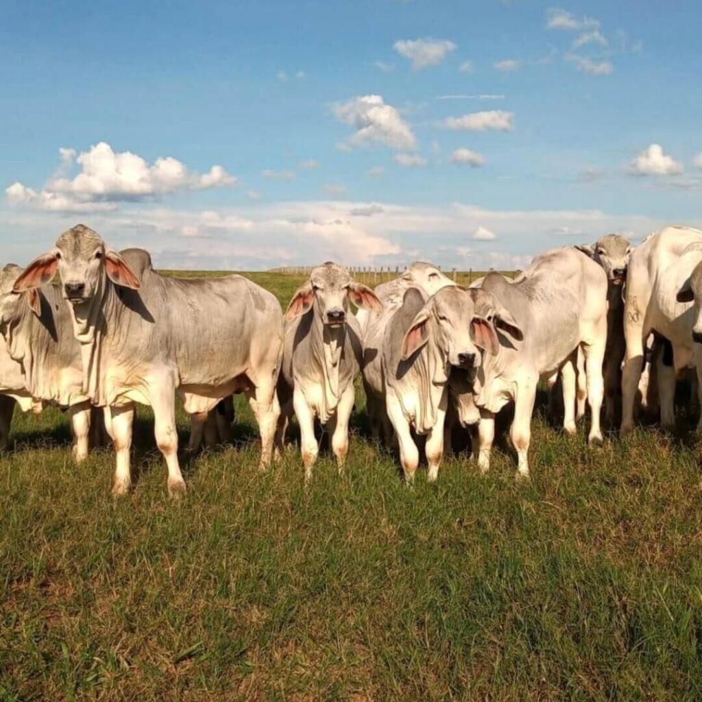 Gado de corte pastando em um campo verde sob um céu azul claro, simbolizando a criação sustentável na pecuária.