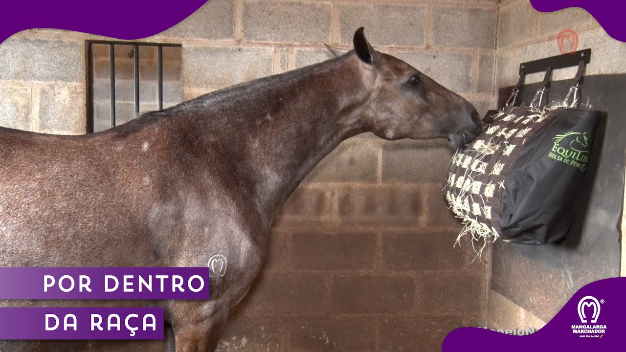 Cavalo pastando em um campo aberto com feno ao fundo