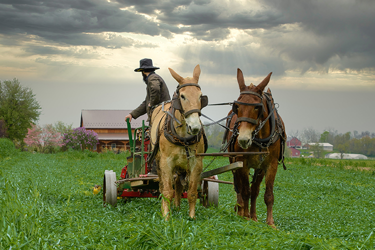 Cavalos de trabalho em um campo amplo, demonstrando sua força e companheirismo. Eles são essenciais para atividades rurais e valorizam o estilo de vida country.