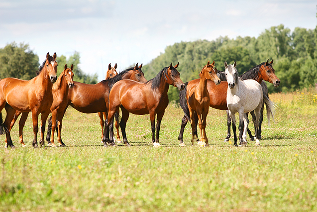 Cavalos em um pasto verde sob o céu azul, representando cuidado e manejo adequado.