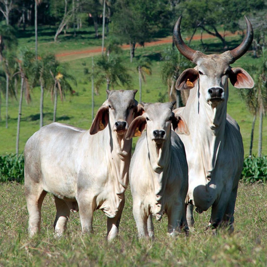 Mostra de Raças de Gado no ambiente rural com pastagens verdes