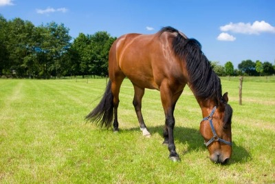 Cavalo pastando em um campo verde, representando a criação de cavalos.