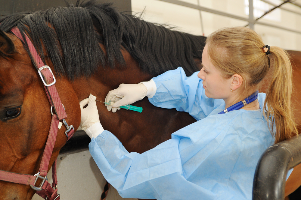 Cavalo em cuidados veterinários com veterinário cuidando da saúde equina