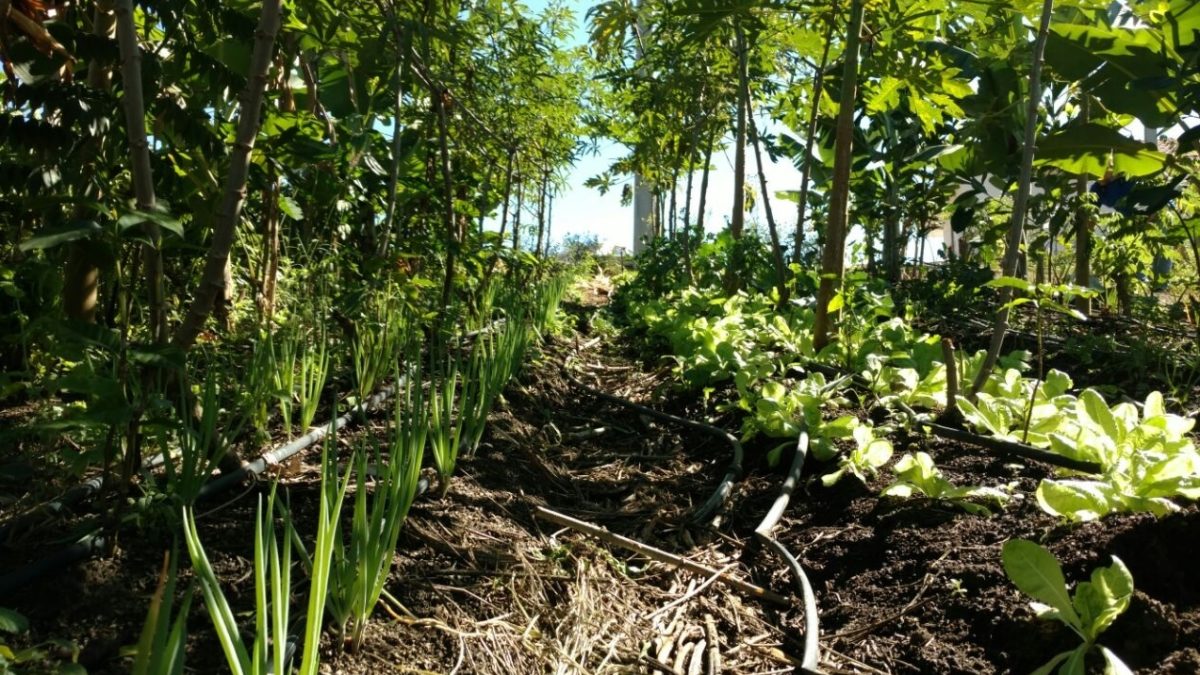 Técnicas de agrofloresta em um campo country com árvores e culturas coexistindo.