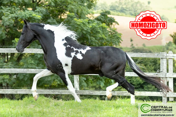 Cavalo Mangalarga Marchador, uma raça fascinante com características únicas e beleza impressionante.