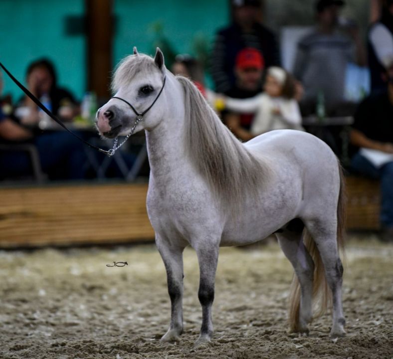 Cavalos e Pôneis em um lindo campo, representam o espírito country e a conexão com a natureza.