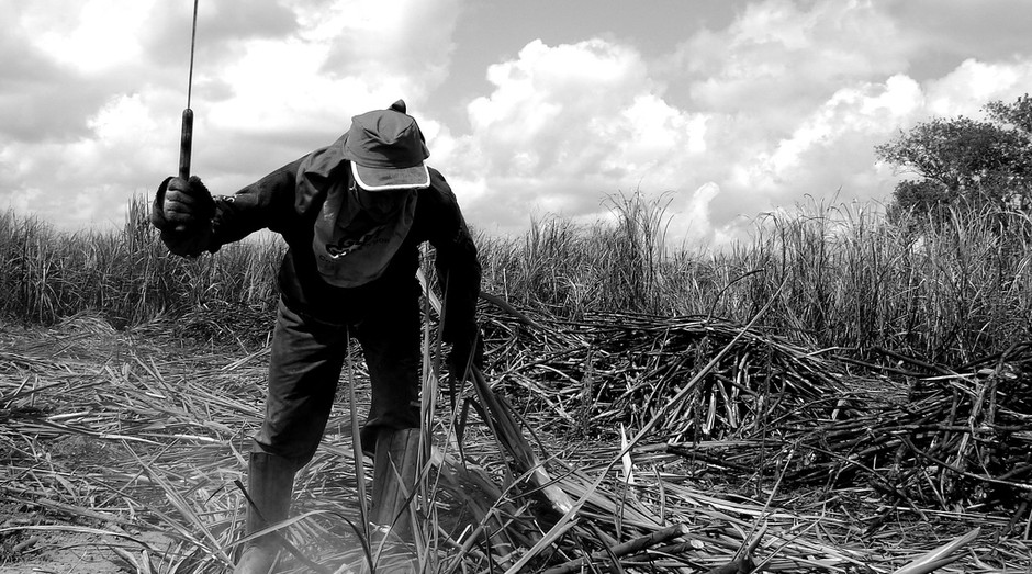 Cultura de Cana-de-açúcar em uma paisagem rural country