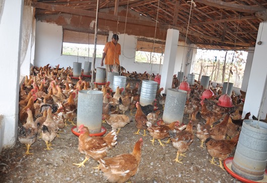 Aves de Capoeira em um ambiente rural country, destacando a alimentação com feno.