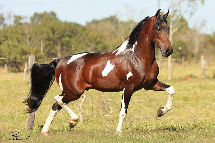 Cavalo Mangalarga pastando em um campo verde, simbolizando a beleza e o cuidado na criação dessa raça.