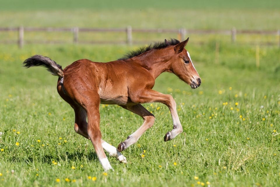 Cavalo pastando em um pasto verde sob um céu azul, representando a criação saudável de cavalos