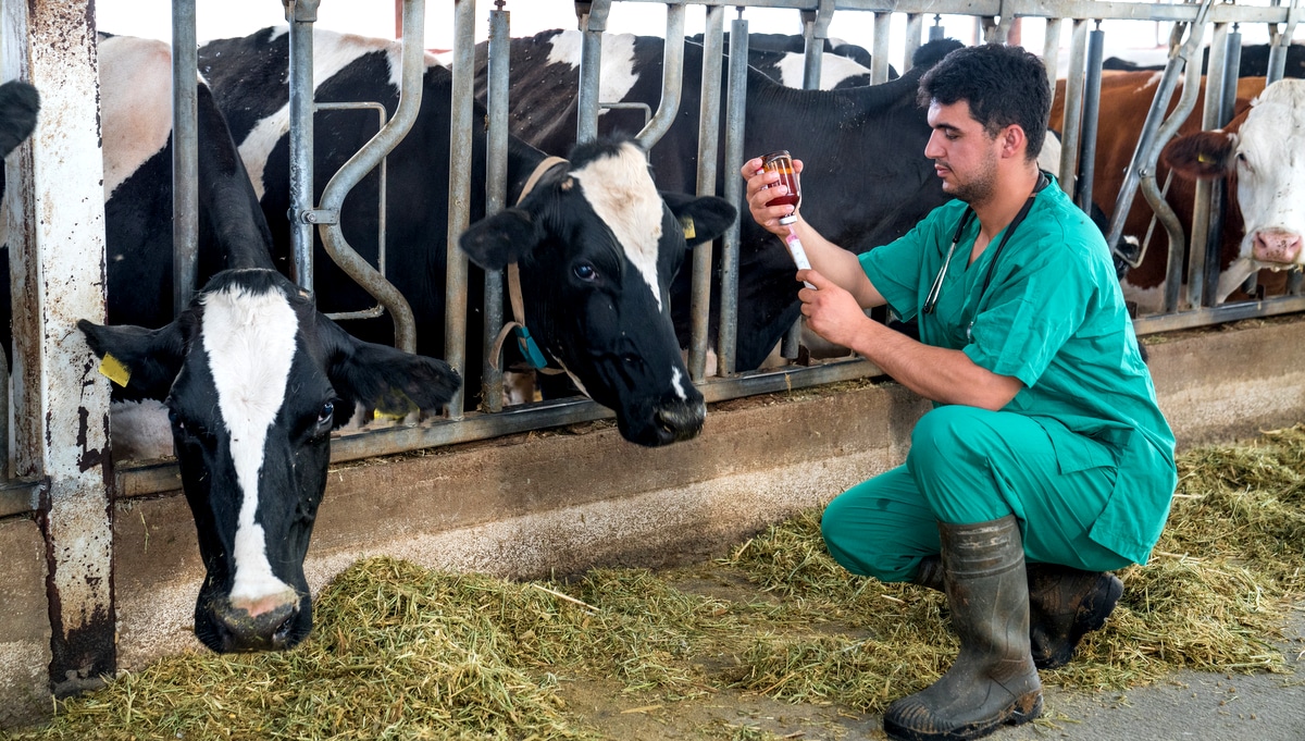 Gado em pastagem sob cuidados veterinários