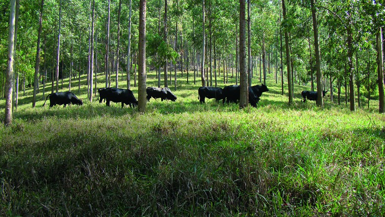 Fazenda sustentável no Brasil, destacando práticas agrícolas eficientes e respeito ao meio ambiente.