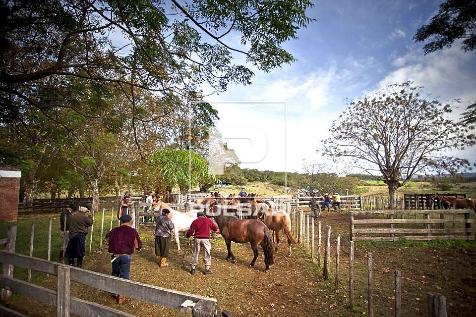 Cavalo de raça em um campo aberto, simbolizando a criação e cuidado com os equinos.