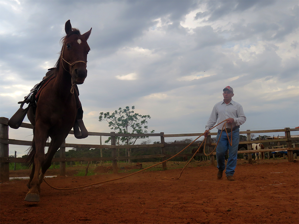 Cavalo sendo domado com técnicas de doma racional em um ambiente rural.