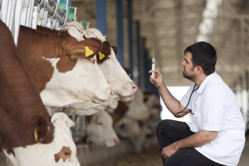 Veterinário examinando gado em ambiente rural