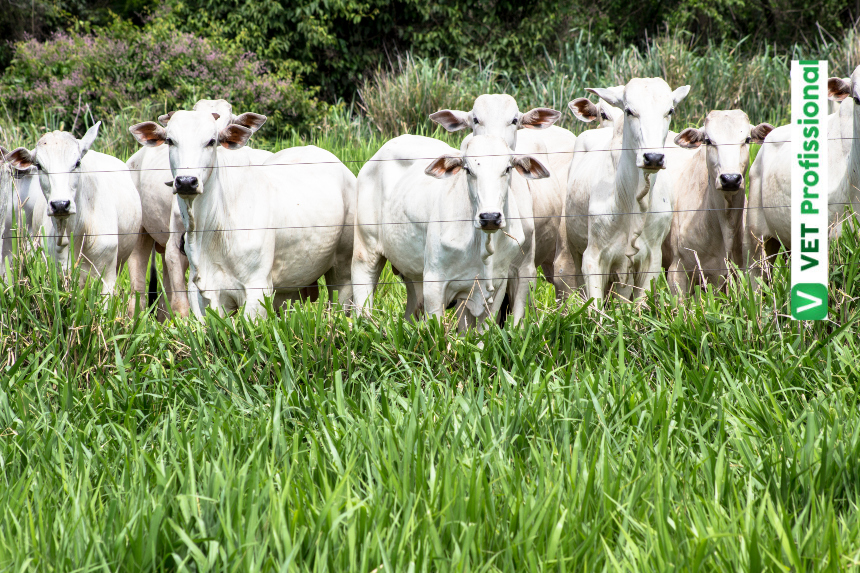 Pastagens verdes exuberantes com gado pastando tranquilamente ao pôr do sol, representando a importância das pastagens na alimentação animal.