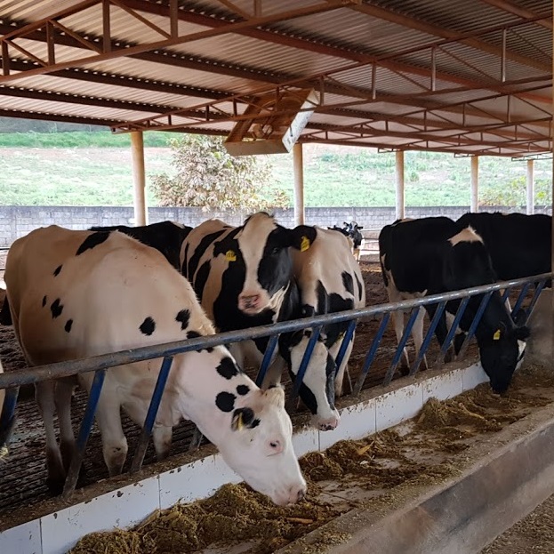 Fazendeiro em um campo com vacas pastando, simbolizando a produção sustentável de leite.