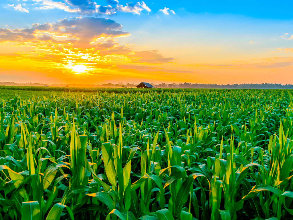 Plantação de grãos em um campo aberto, sob um céu azul com nuvens brancas, simbolizando a rica cultura agrícola do campo.