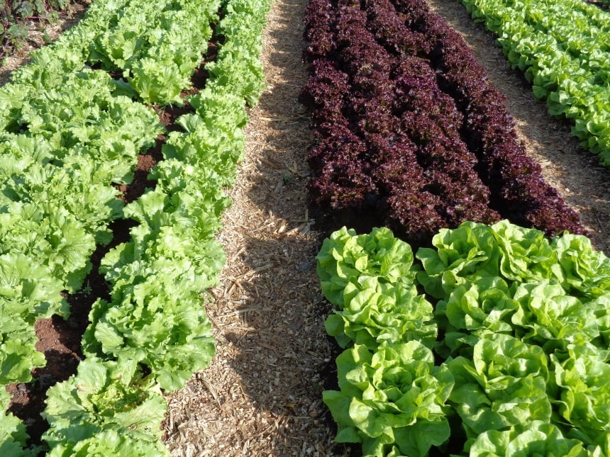 Hortaliças frescas em um jardim country com cercas de madeira.