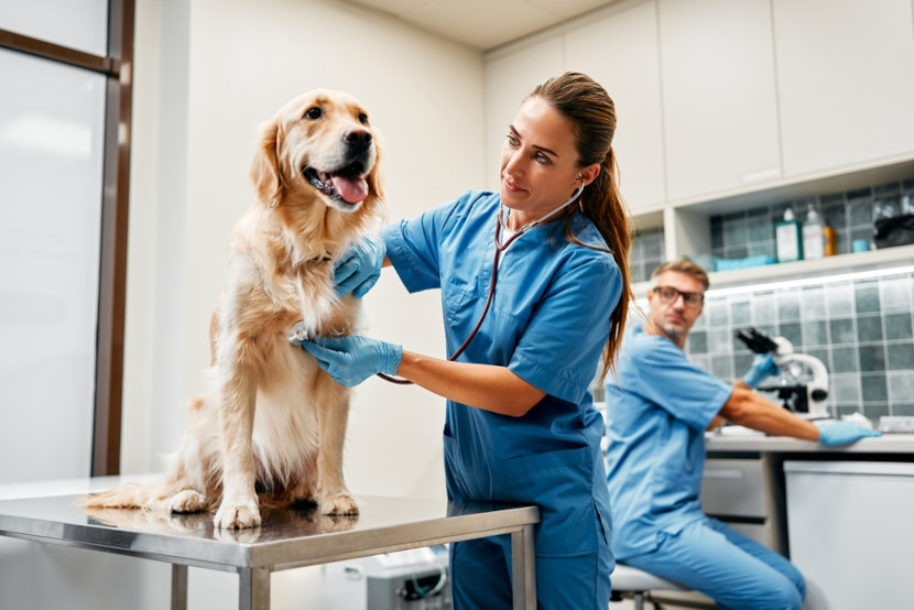 Um veterinário examinando um cão na fazenda, com um ambiente rural ao fundo.