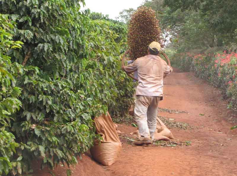 Fazendeiro colhendo grãos de café em um campo ensolarado