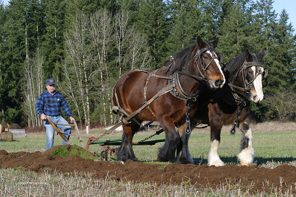 Cavalos de Trabalho em ação no campo, simbolizando força e elegância.