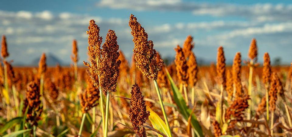 Plantação de sorgo em um vasto campo sob um céu azul