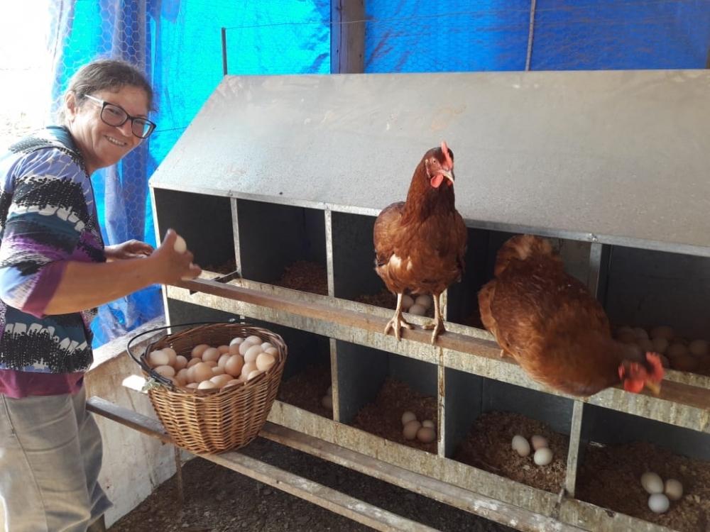 Galinhas caipiras em uma fazenda rural, simbolizando a tradição da criação de aves no campo.