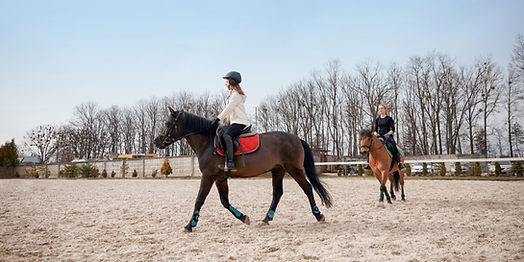 Cavalo e cavaleiro iniciantes em um campo aberto