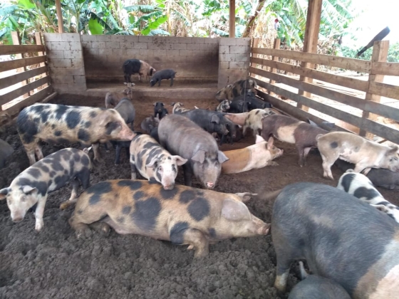 Porcos em um ambiente rural, refletindo a criação de suínos na agricultura familiar