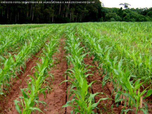 Plantação de milho em uma fazenda country com céu azul ao fundo