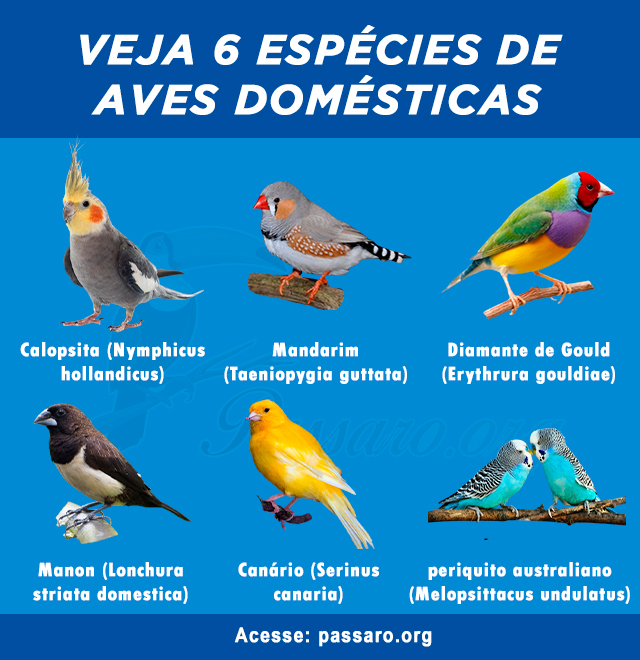 Diferentes raças de aves domésticas em um ambiente country