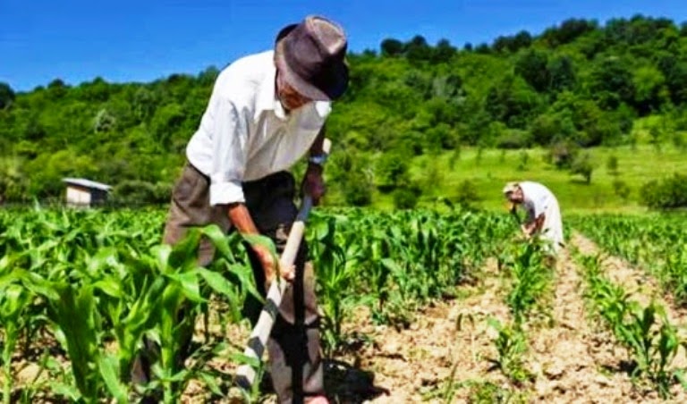 Uma paisagem rural com cultivo sustentável e famílias trabalhando na agricultura.