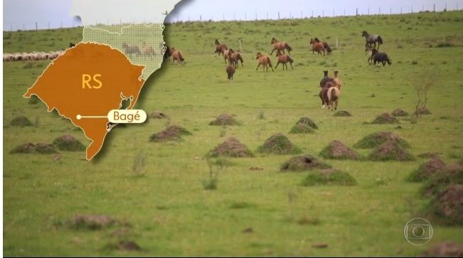 Fazenda de gado ao pôr do sol - uma vista panorâmica das pastagens amplas e gado saudável