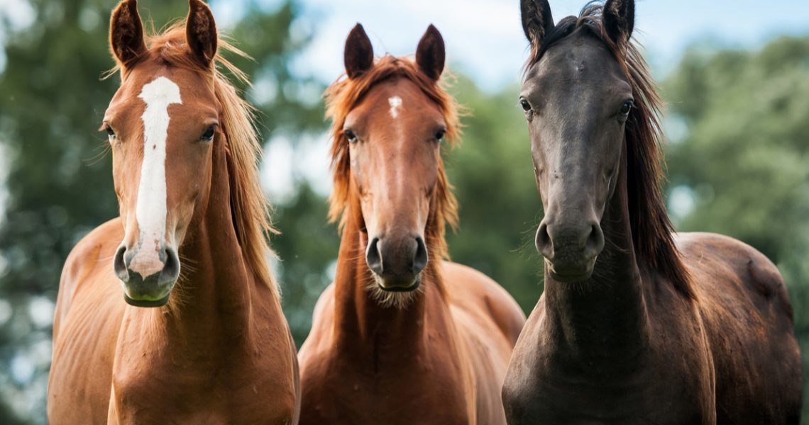 Cavalos pastando em um campo verde sob o céu azul, representando a criação de cavalos no Brasil.