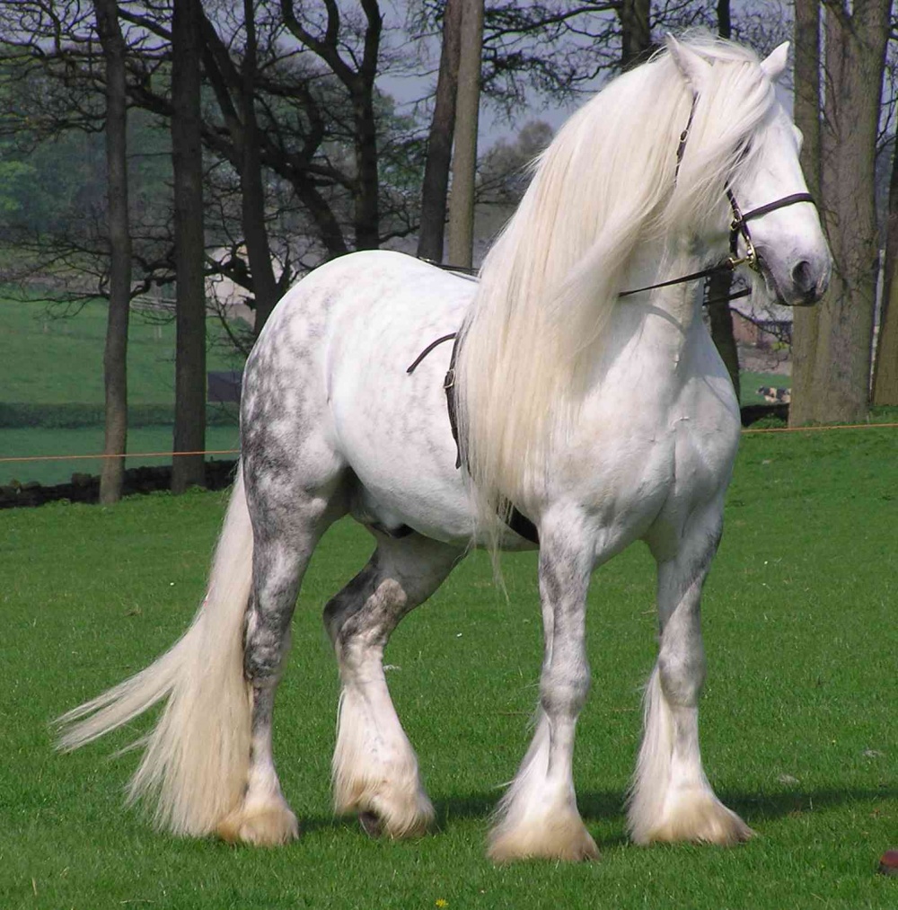 Cinco das maiores raças de cavalos do mundo em um campo country.