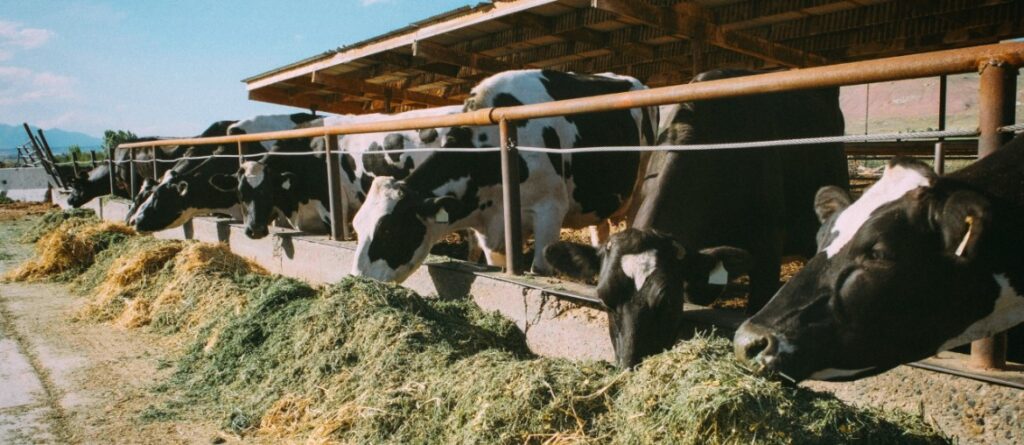 Gado leiteiro pastando em uma fazenda country sob o sol poente