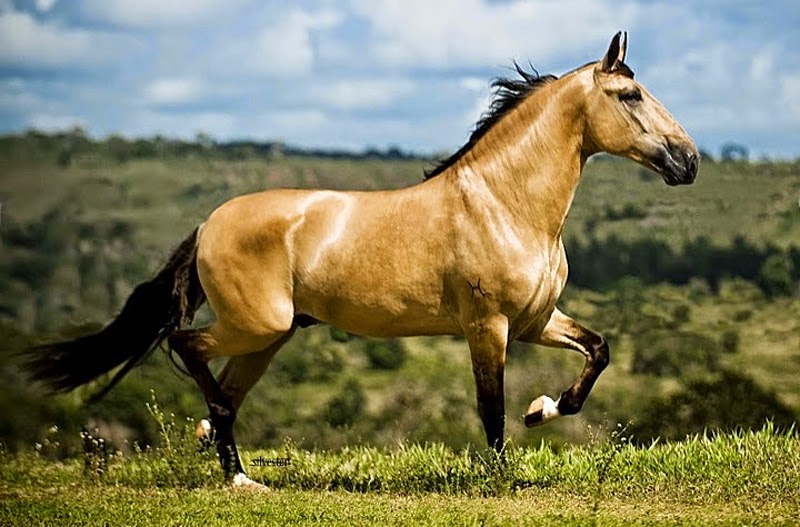 Cavalo Brasileiro de raça em um campo vasto, simbolizando a cultura country.