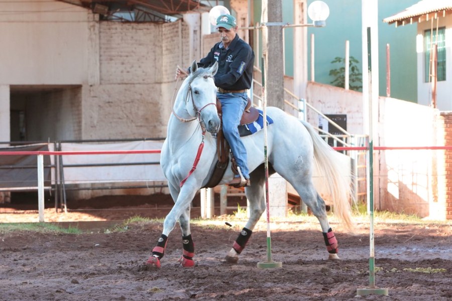 Cavalo sendo domado por um treinador no campo, simbolizando as técnicas de doma e educando o animal.