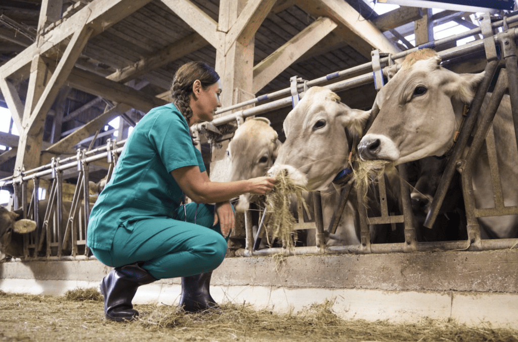 Técnicas de pecuária moderna em um campo com gado