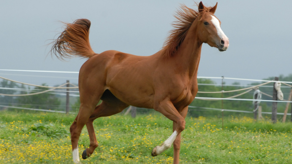 Cavalos de competição em uma arena durante um evento equestre.