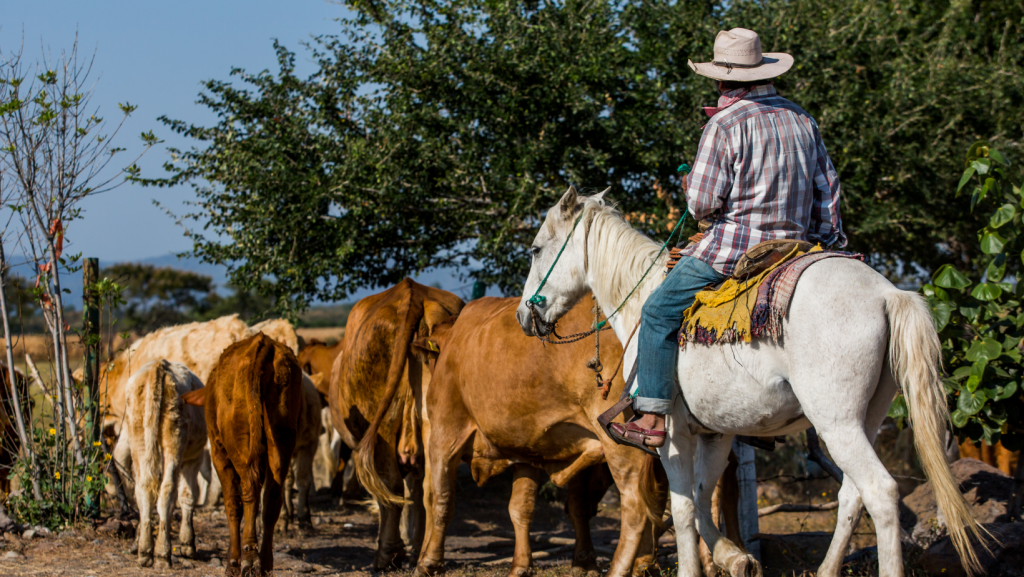 Cavalos de trabalho na fazenda, simbolizando o labor rural e a relação entre homem e animal.