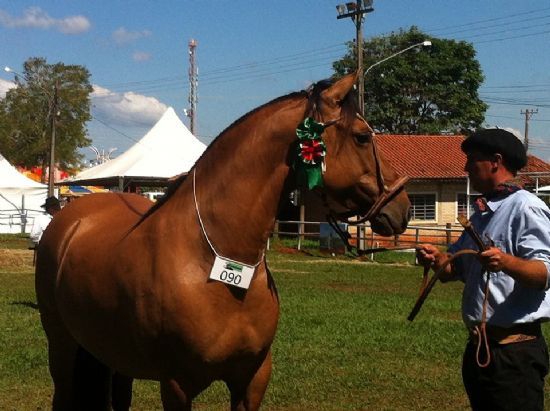 Cavalo de trabalho em ação no campo, simbolizando a importância da profissão de ginete na doma e treinamento.