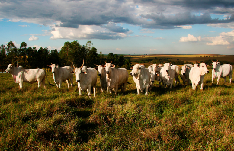 Fazenda de Pecuária no Campo