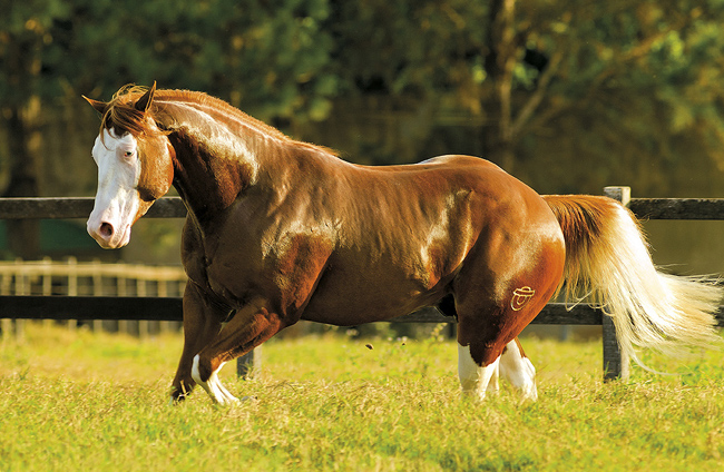 Cavalo de raça em um campo country